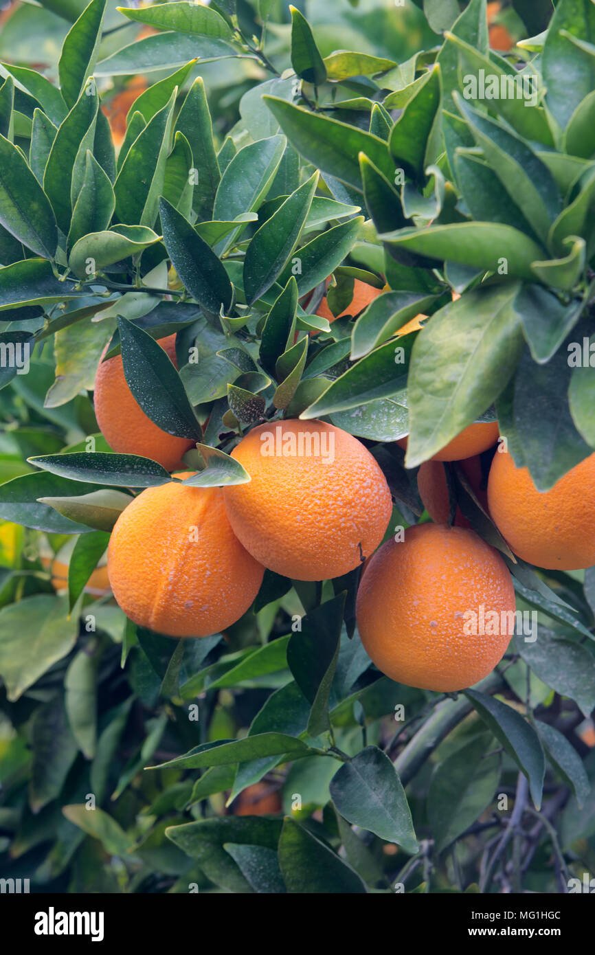 Traités de la faucheuse de maturation sur les oranges Valencia nucellaires Citrus sinensis 'branche'. Banque D'Images