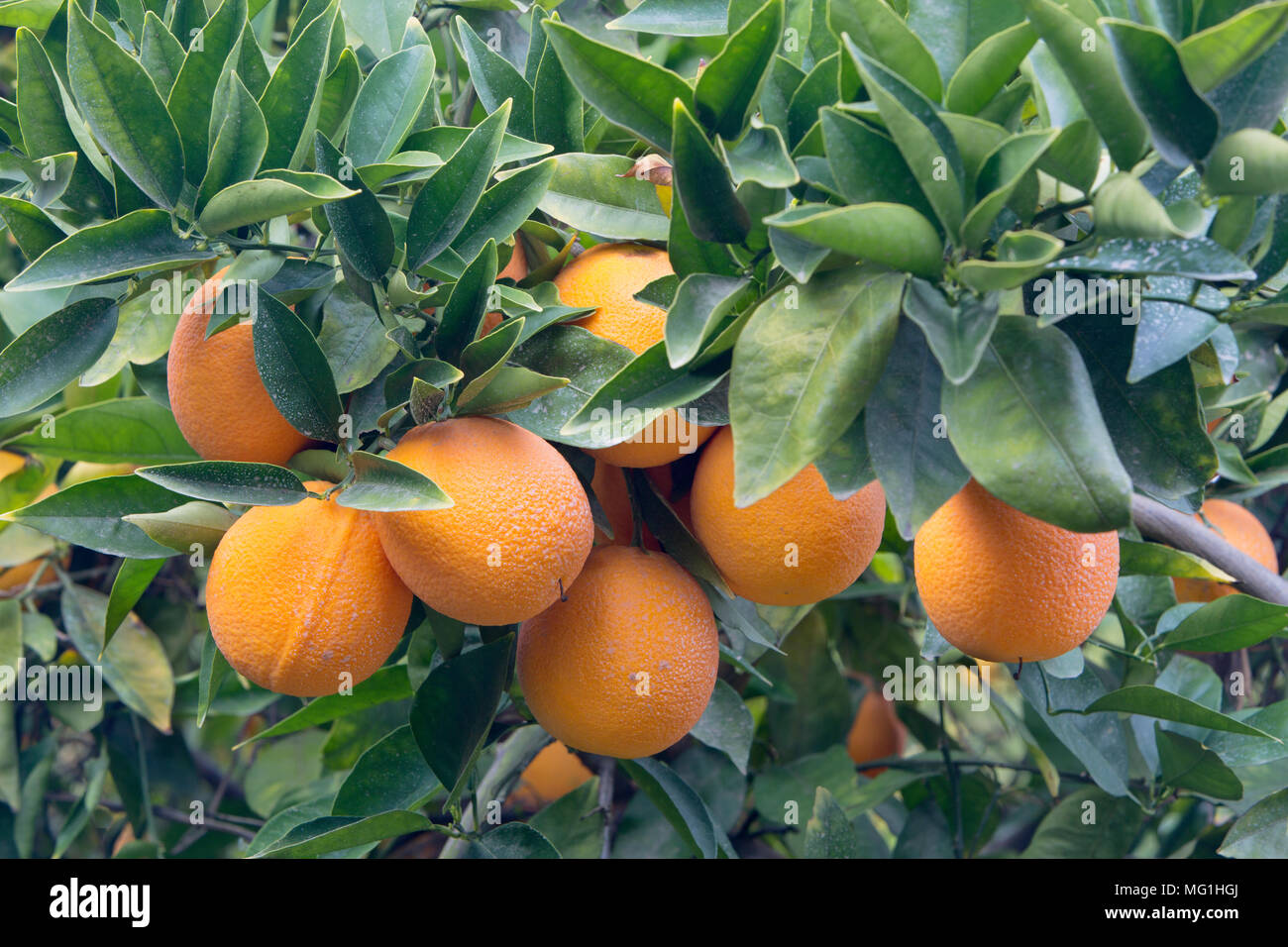 Coupe-Oranges Valencia nucellaire arrivant à échéance sur la branche 'Citrus sinensis'. Banque D'Images