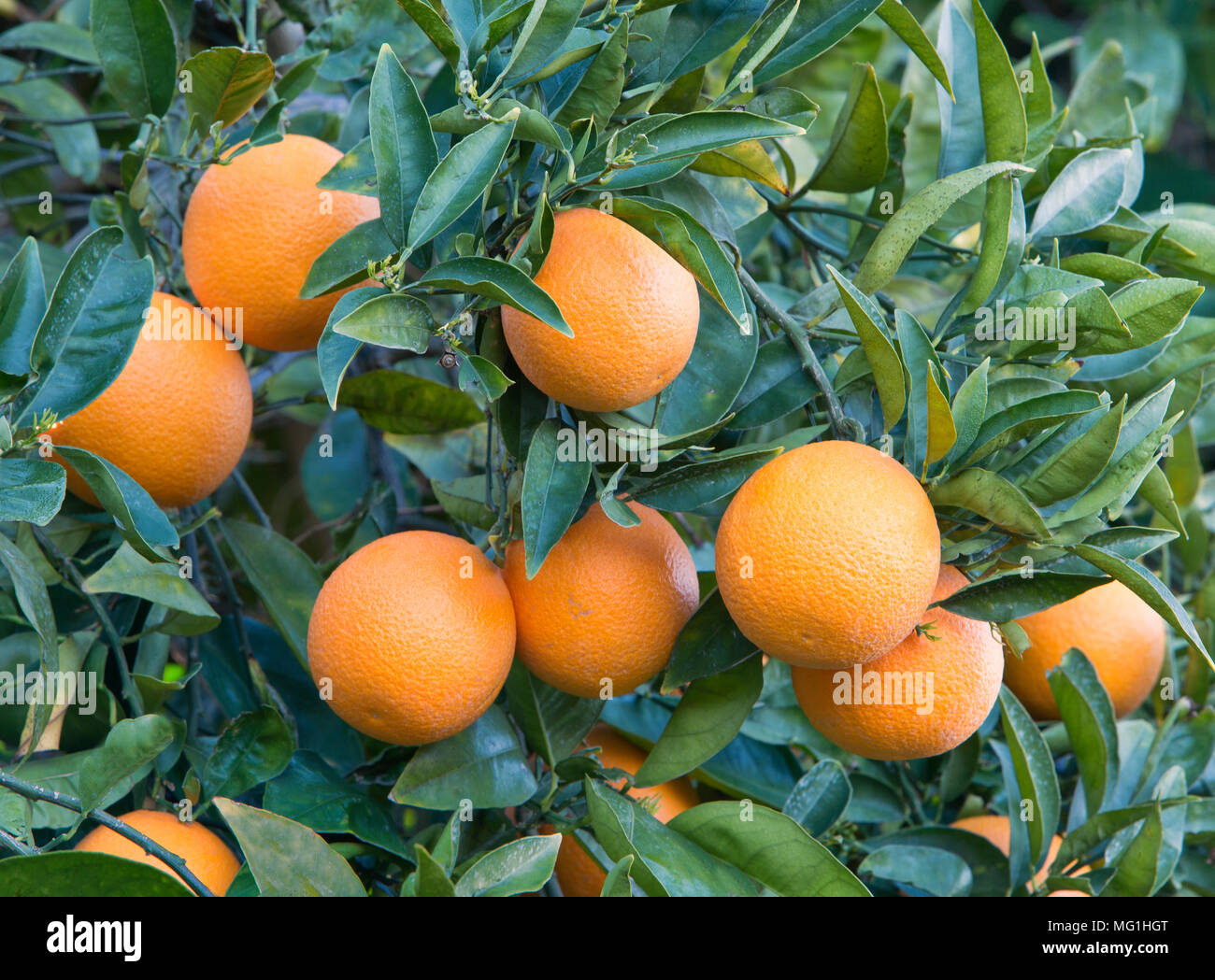 La faucheuse de maturation sur les oranges Valencia nucellaires Citrus sinensis 'arbre'. Banque D'Images