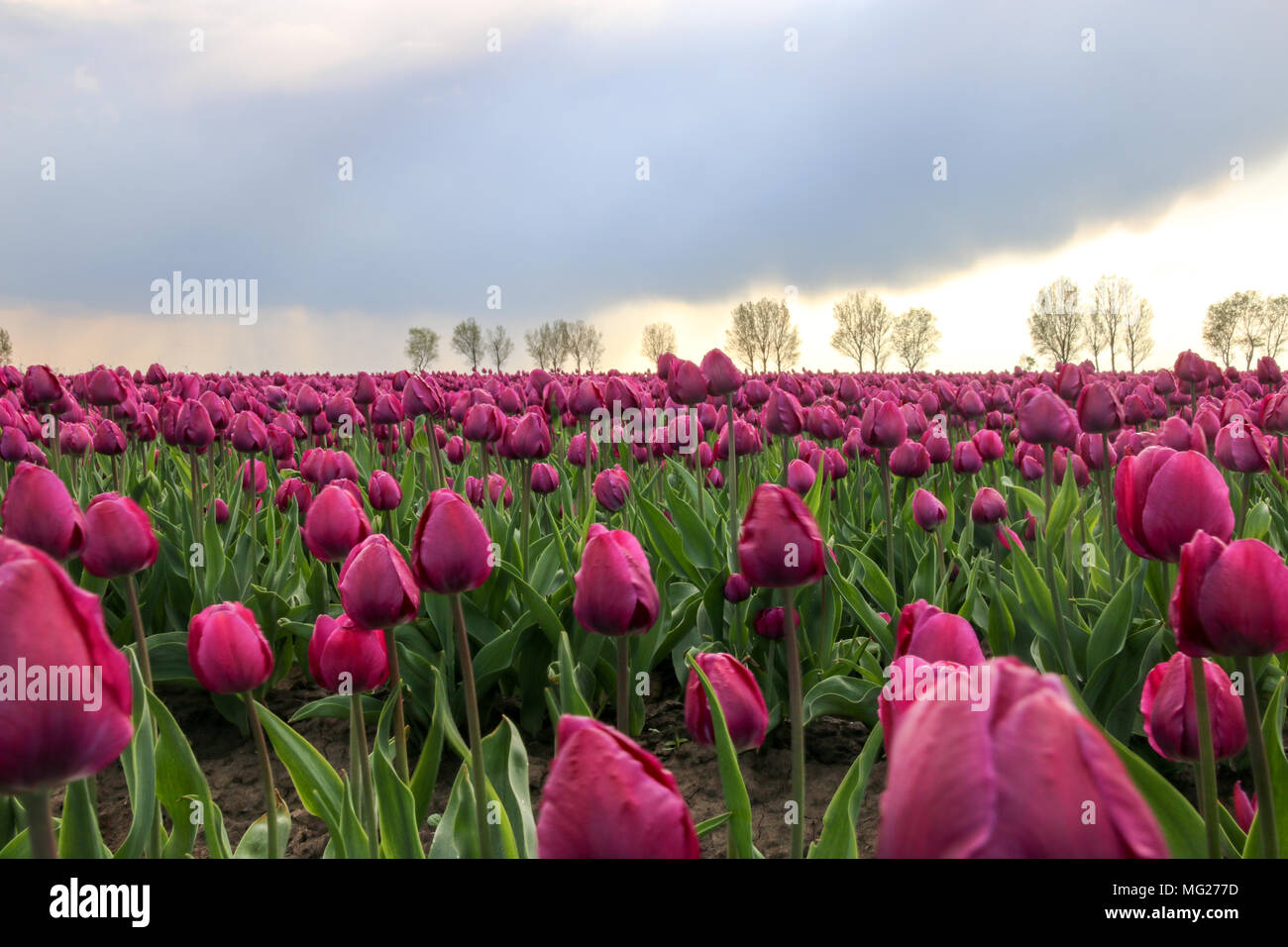 Schwaneberg, Allemagne - 27 Avril 2018 : Avis d'un champ de tulipes violet dans le village de Schwaneberg en Saxe-Anhalt, Allemagne. L'entreprise familiale C Banque D'Images