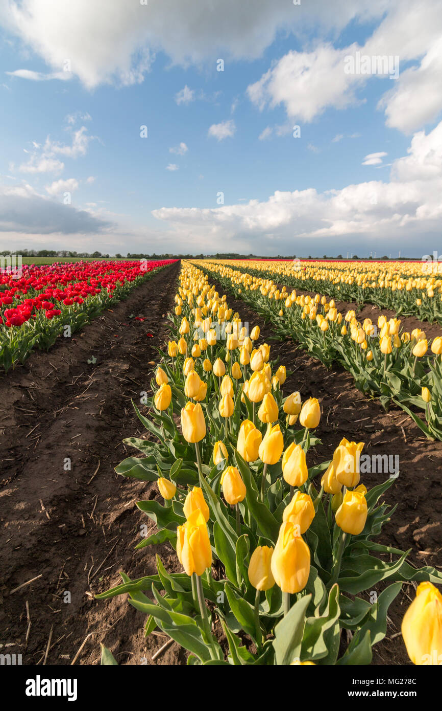 Tulipes jaunes et rouges se tiennent sur un domaine jusqu'à l'horizon en face d'un ciel dramatique. Banque D'Images