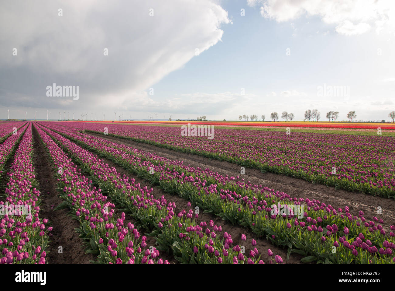 Champ de tulipes violet Banque D'Images