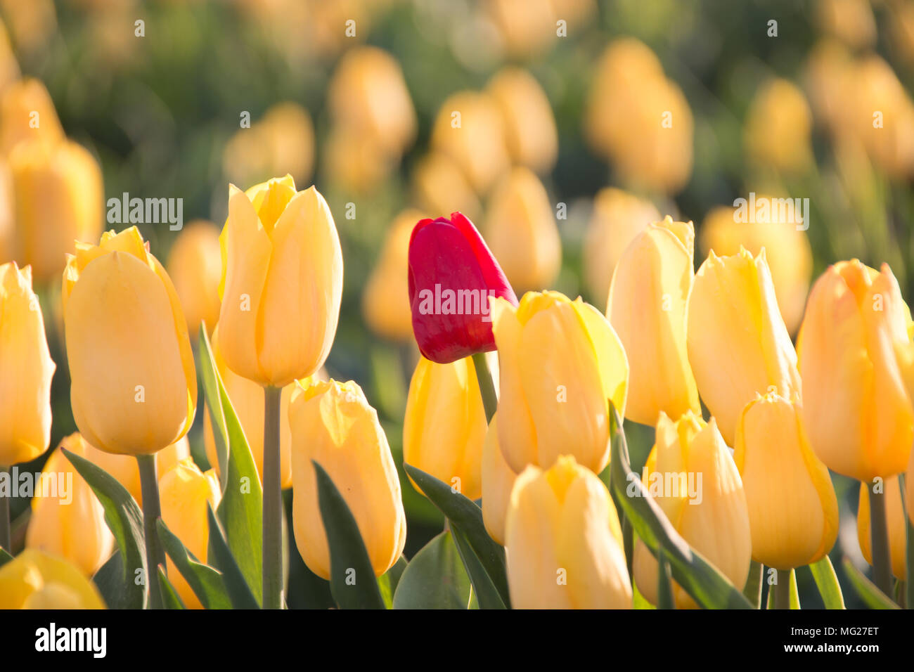Le cœur de fleurs. Une tulipe rouge au milieu de tulipes jaunes. Symbole  d'amour Photo Stock - Alamy