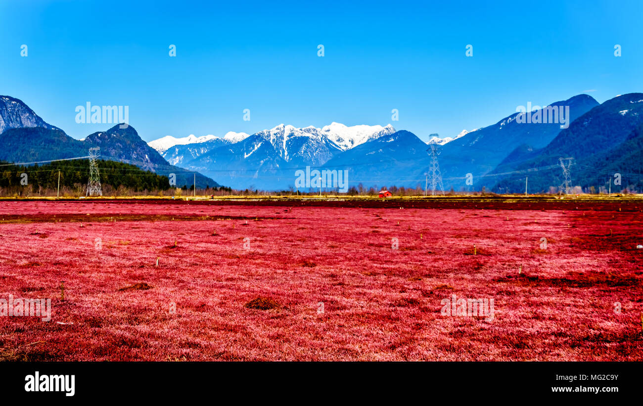 Les champs de canneberges de couleur rouge près de Pitt Meadows avec les sommets enneigés de la chaîne Côtière, dans la vallée du Fraser en Colombie-Britannique Banque D'Images