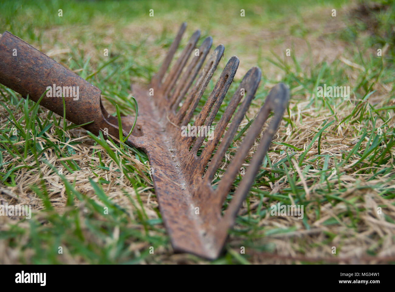 L'ancien râteau de jardin en fer avec un manche en bois avec les dents vers le haut. Close-up. Banque D'Images
