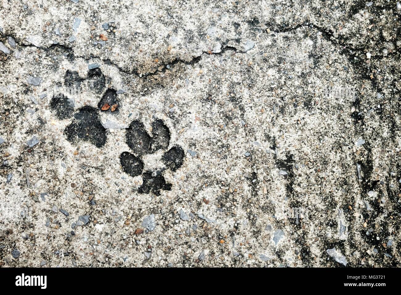 Empreinte de chien sur sol en béton. Banque D'Images