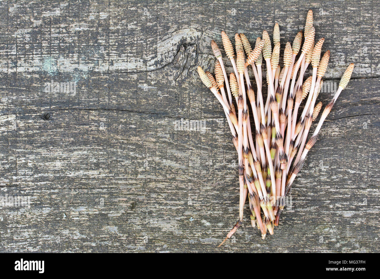 Tas de tiges fertiles de prêle Equisetum ou serpent ou herbe, ou Puzzlegrass sur fond de bois sombre, vieux, plante curative atteindre en sélénium, harv Banque D'Images