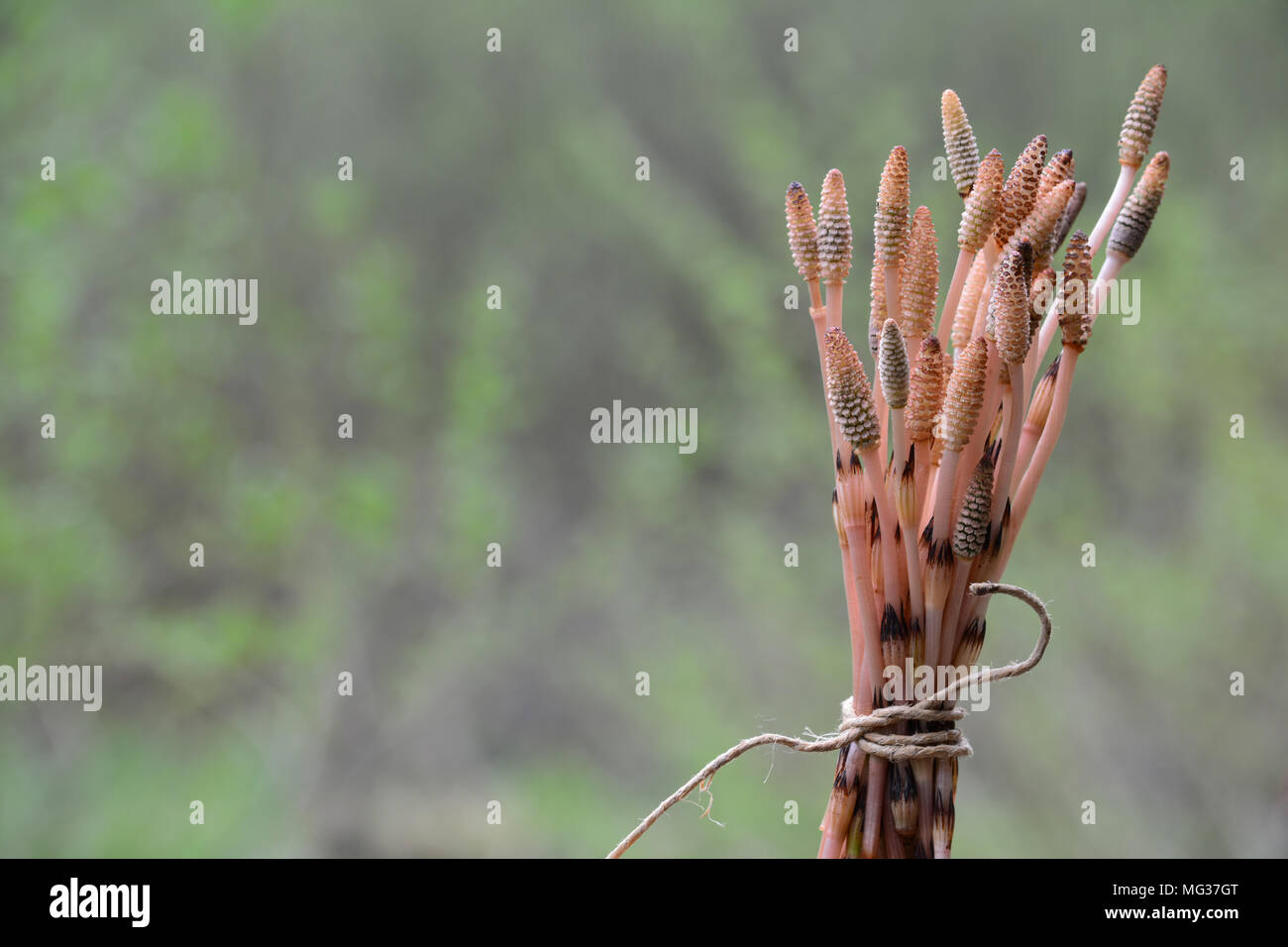 Plantes Prêle récoltés liés prêt pour le séchage, curatives et plein de sélénium, contre fond blured Banque D'Images