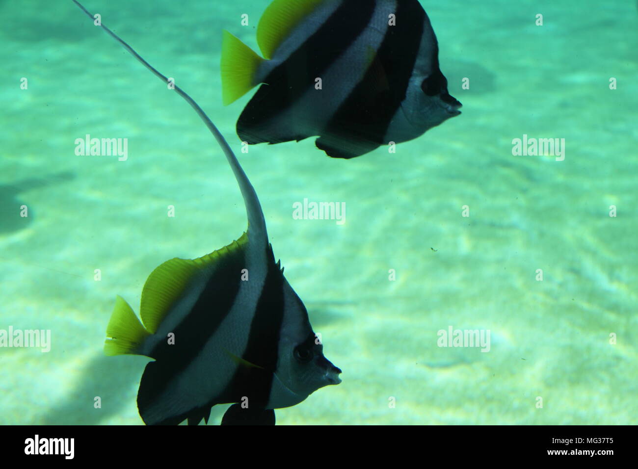 Banc de requins Bannerfish (Heniochus Acuminatus) Banque D'Images