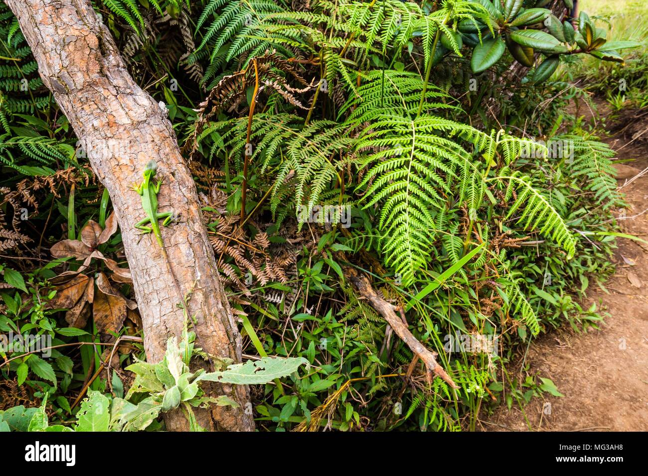 Lézard vert tropical marcher sur un arbre dans la région de Horton Plains SWri Lanka Banque D'Images