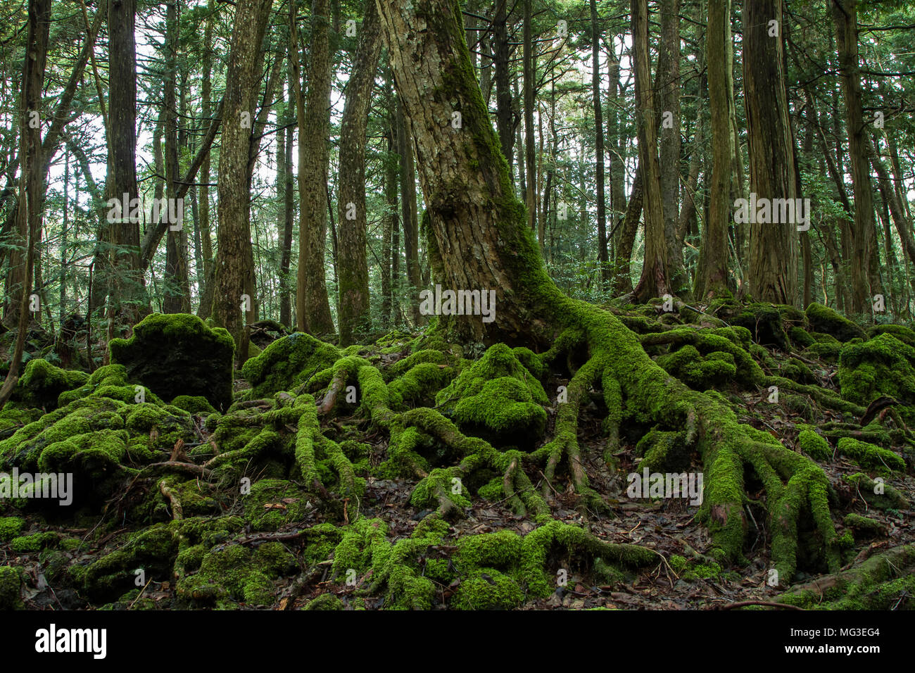 Forêt d'Aokigahara, connue sous le nom de forêt suicide, près du Mont Fuji dans la préfecture de Yamanashi, au Japon. Banque D'Images