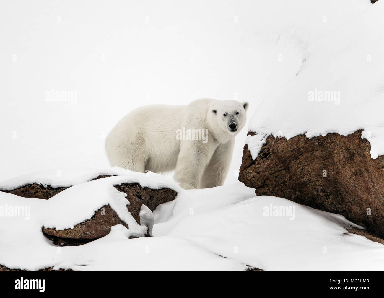 Grand mâle solitaire sur la colline de l'ours polaire. L'île de Baffin, Nunavut, Canada, Arctic Banque D'Images