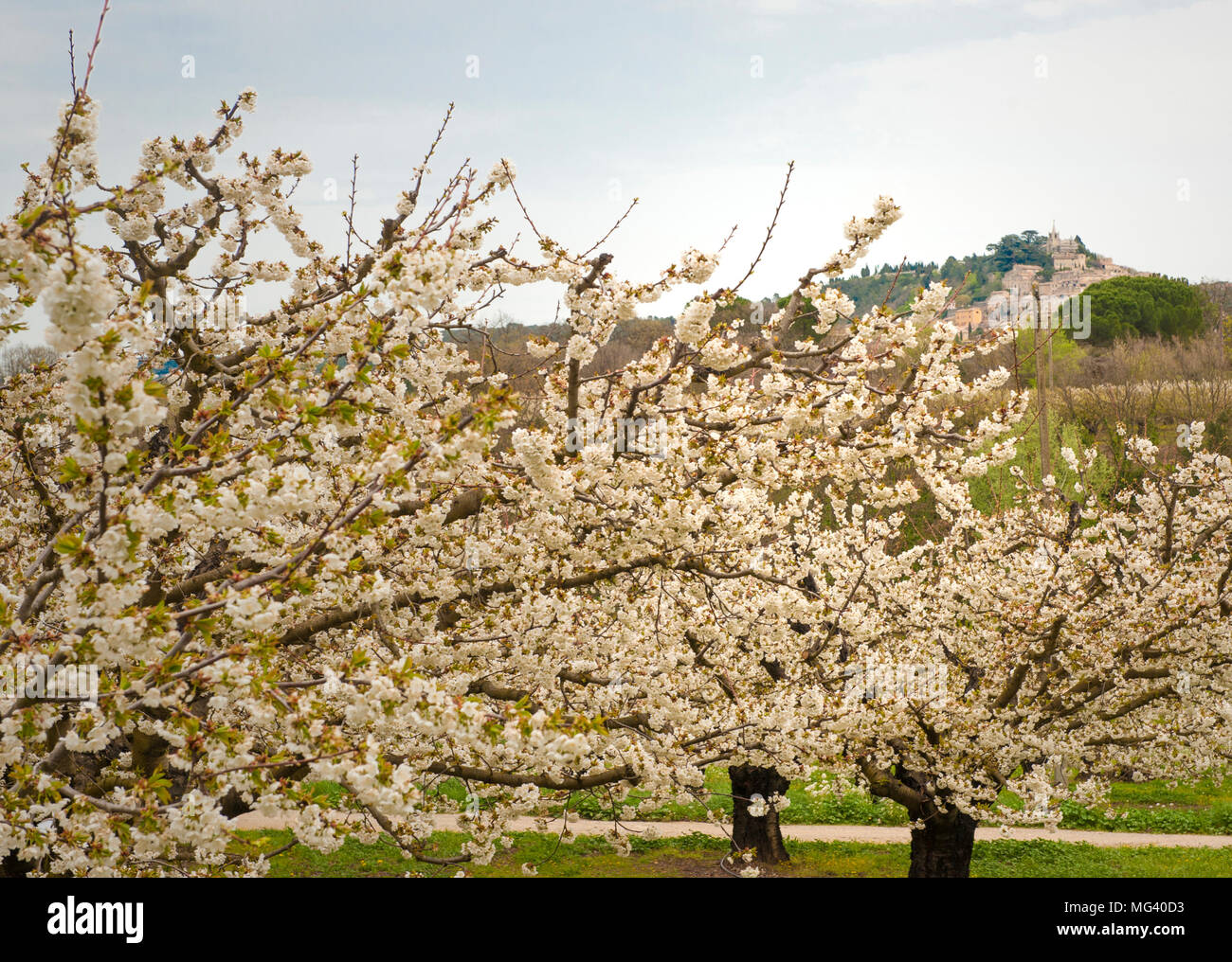 Cerises en fleurs près de Lacoste dans le Luberon, dans le sud de la France Banque D'Images