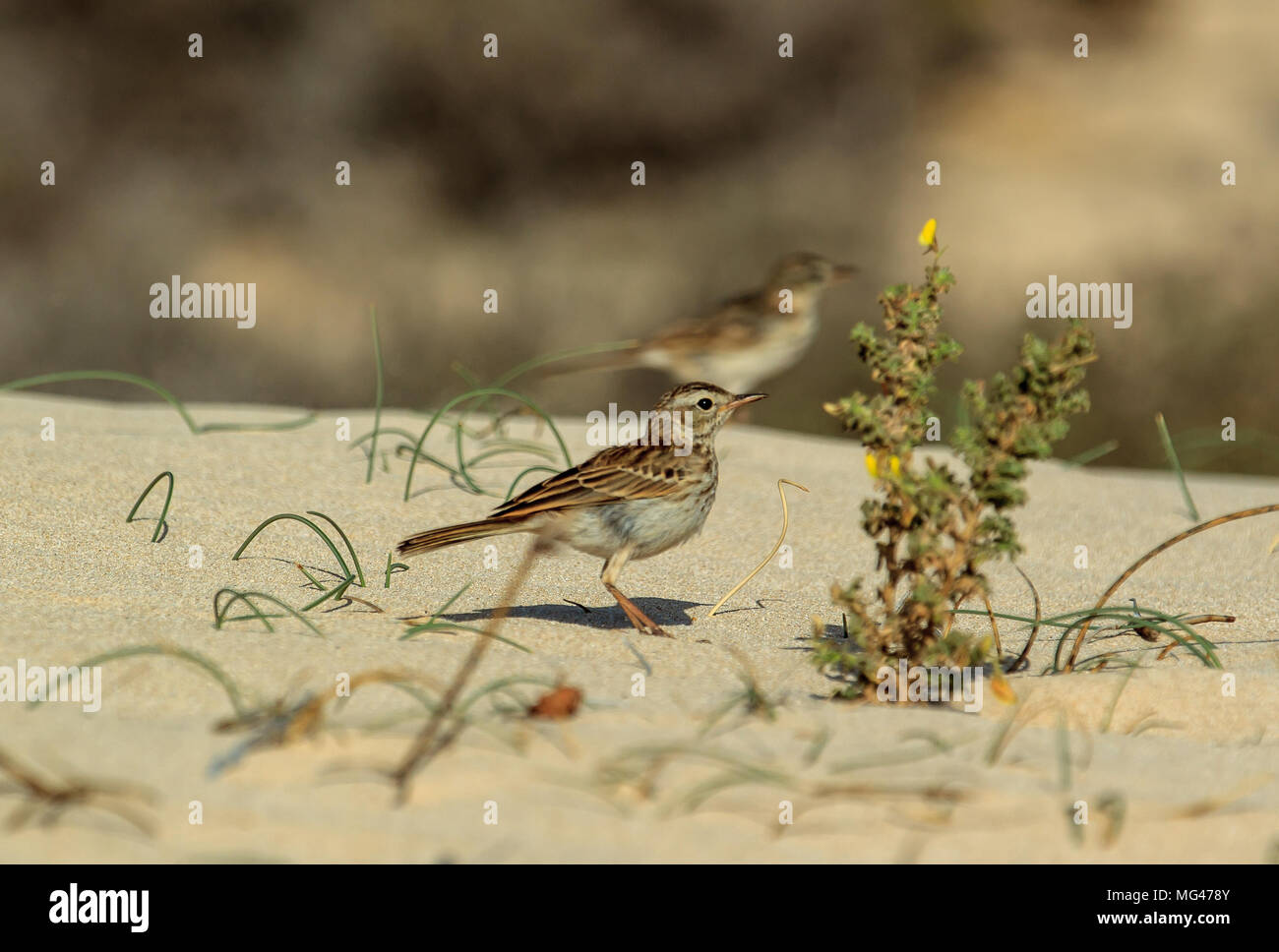 Faune Des îles Canaries Photos Faune Des îles Canaries