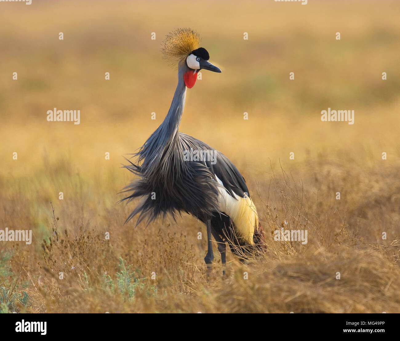 Portrait de grue couronnée grise (Balearica regulorum) avec le vent ébouriffer ses plumes Banque D'Images