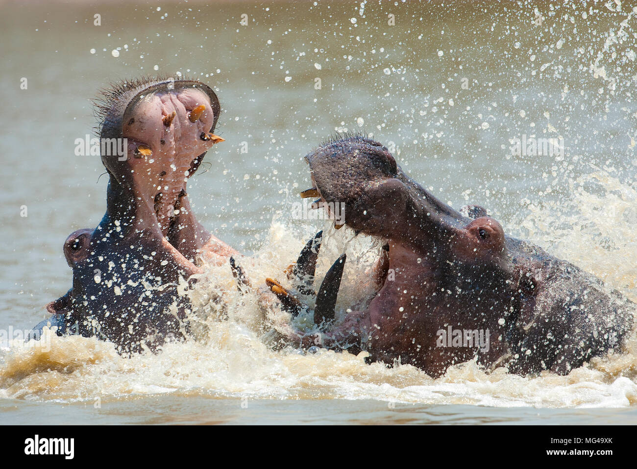 2 hippopotames bull (Hippopotamus amphibius) les combats sur le territoire Banque D'Images