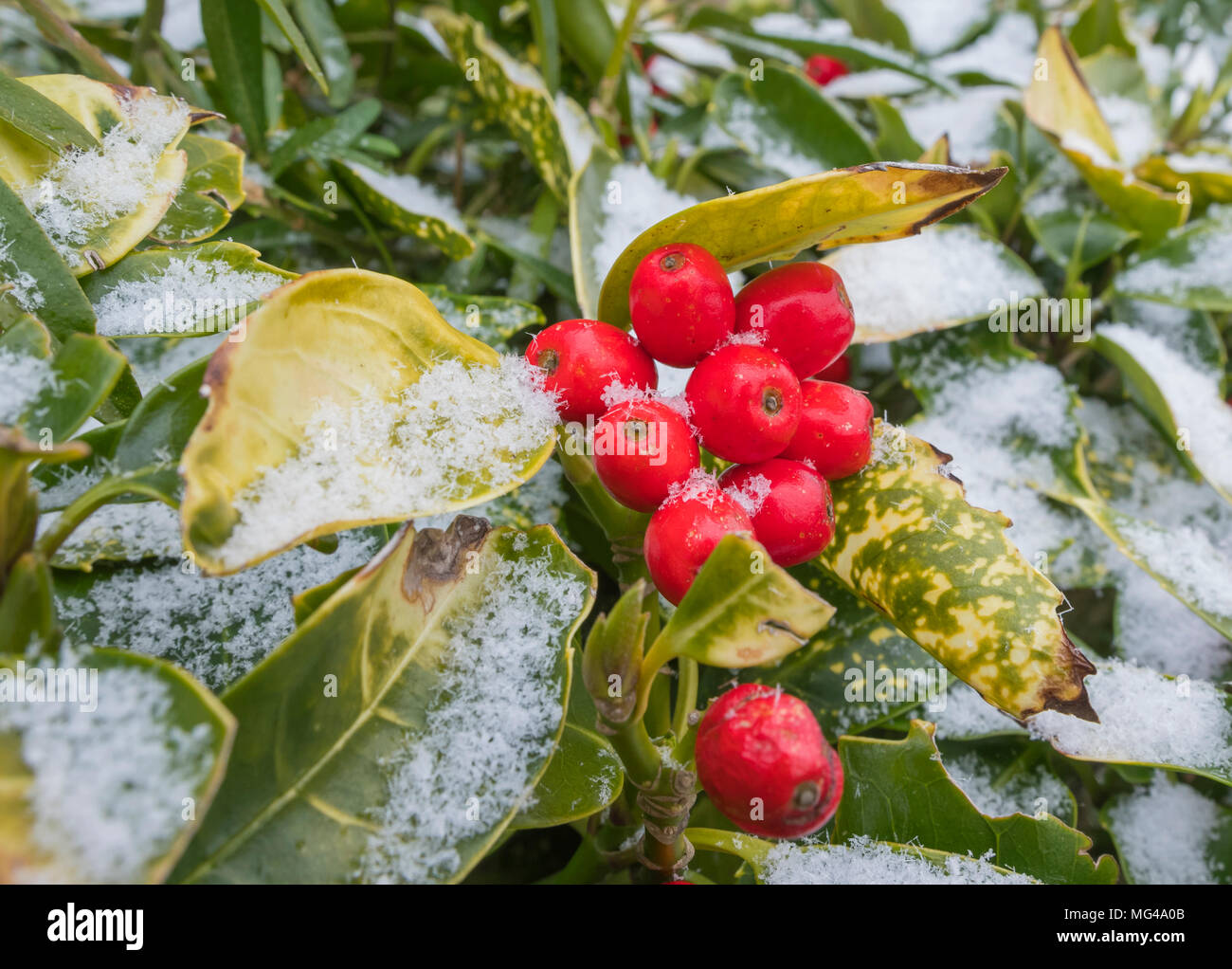 Aucuba japonica (AKA repéré, Laurel Laurel japonais, japonais Aucuba, la poussière d'Or) de l'usine avec des baies rouges en hiver avec de la neige sur les feuilles au Royaume-Uni. Banque D'Images