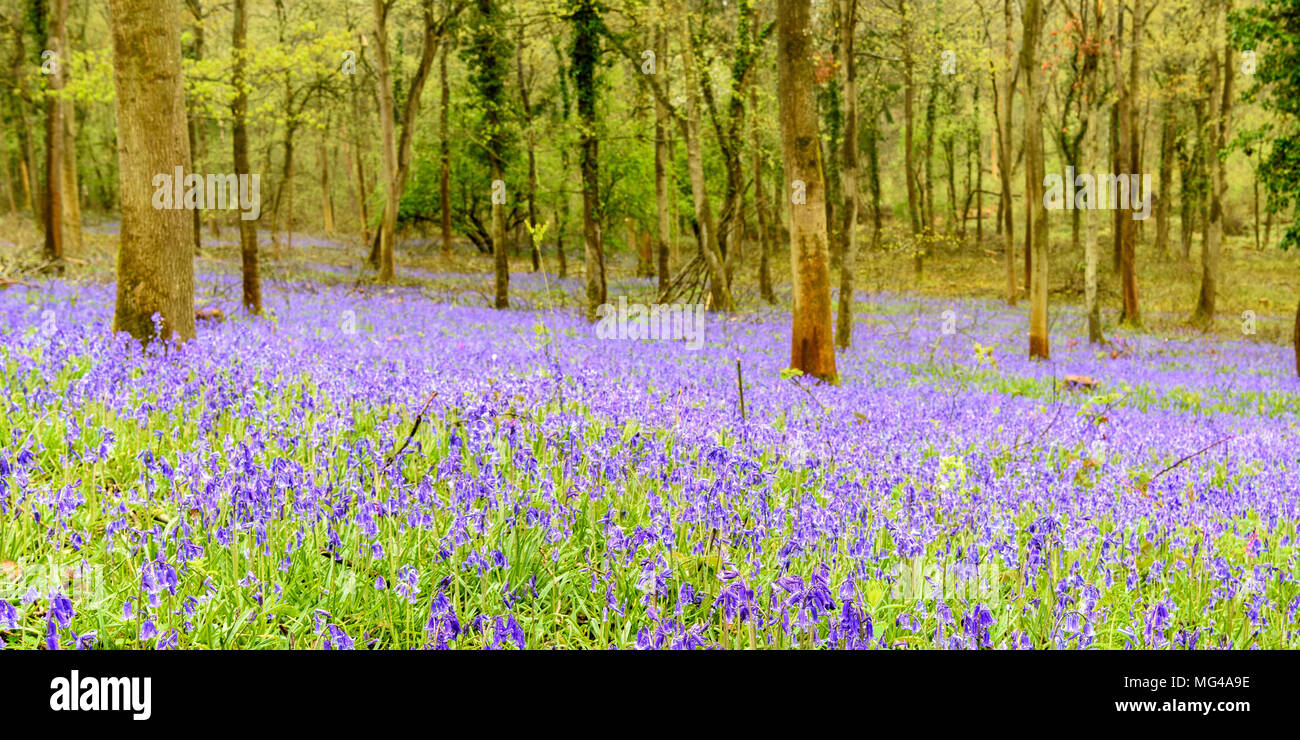 Au printemps bois Bluebell Banque D'Images