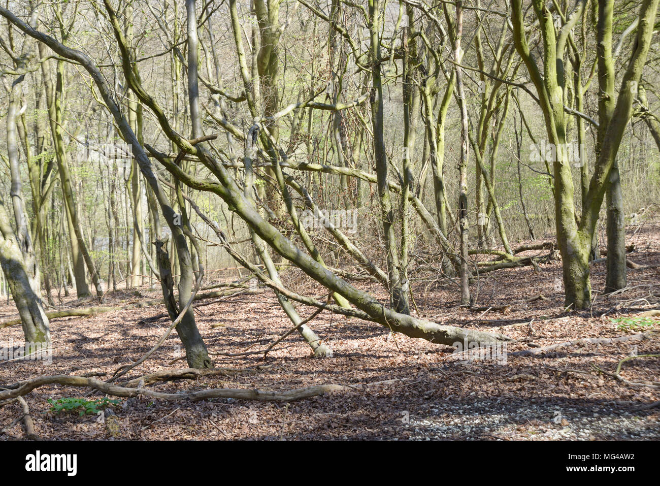 Les arbres inclinés, dans Aylesbury Woods. Banque D'Images