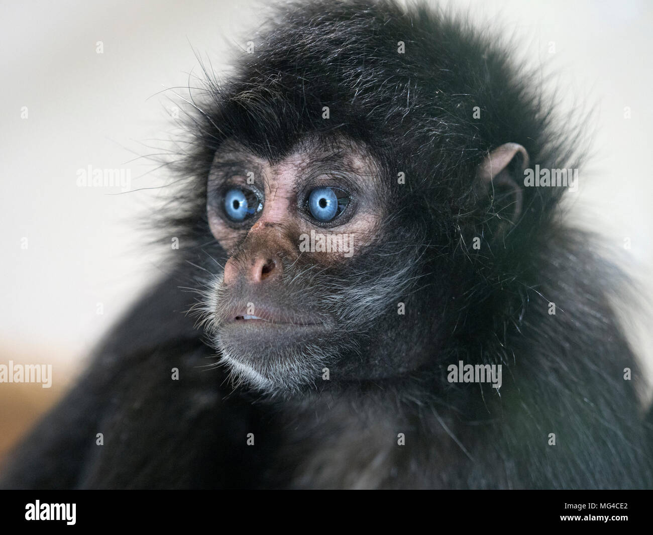 Jeune singe araignée à tête noire Ateles fusciceps portrait captif Banque D'Images