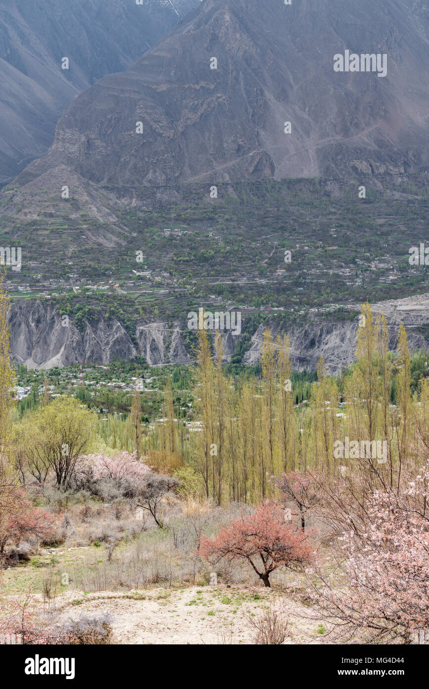 Les branches d'arbre de pin avec de la neige en hiver. première neige en hiver maison de vacances Banque D'Images