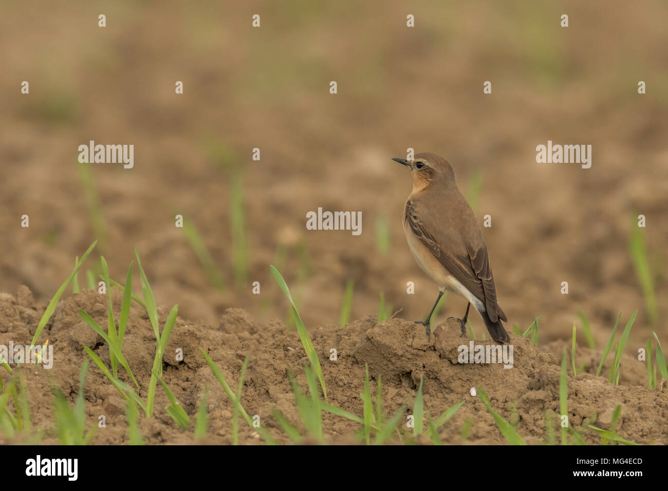 Traquet motteux (Oenanthe oenanthe) partie d'une partie d'oiseaux qui ont débarqué sur les terres agricoles dans la région de Norfolk pour se reposer et se nourrir. Banque D'Images