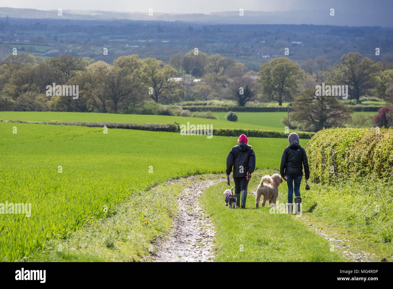 Deux dames promènent leurs chiens le long d'une voie agricole, England, UK Banque D'Images