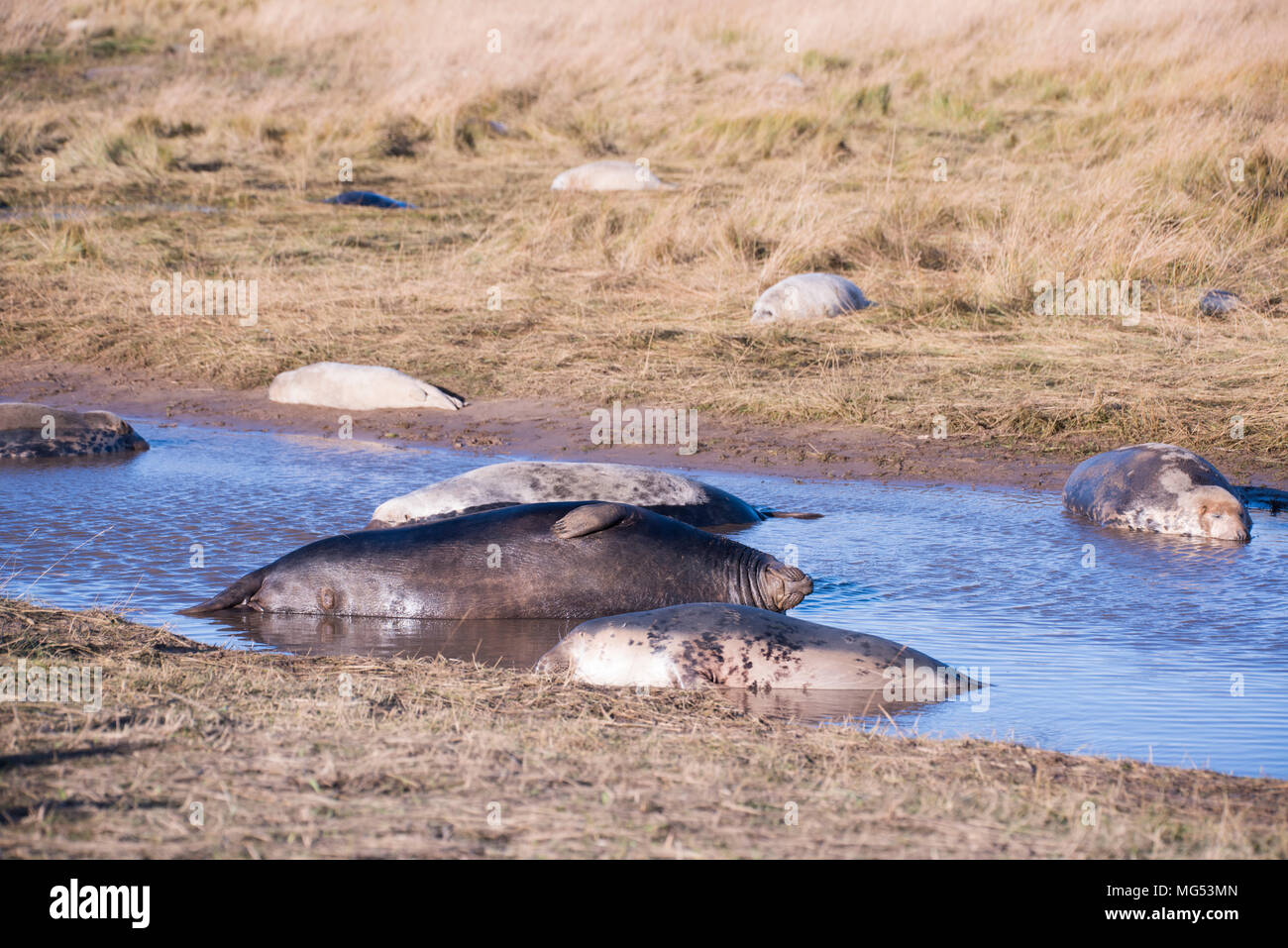 Donna Nook, Lincolnshire, Royaume-Uni - Nov 16 : Les phoques gris viennent à terre pour la saison de mise bas se trouvent dans les eaux peu profondes le 16 nov 2016 à Donna Nook Seal Sanctuary, Banque D'Images