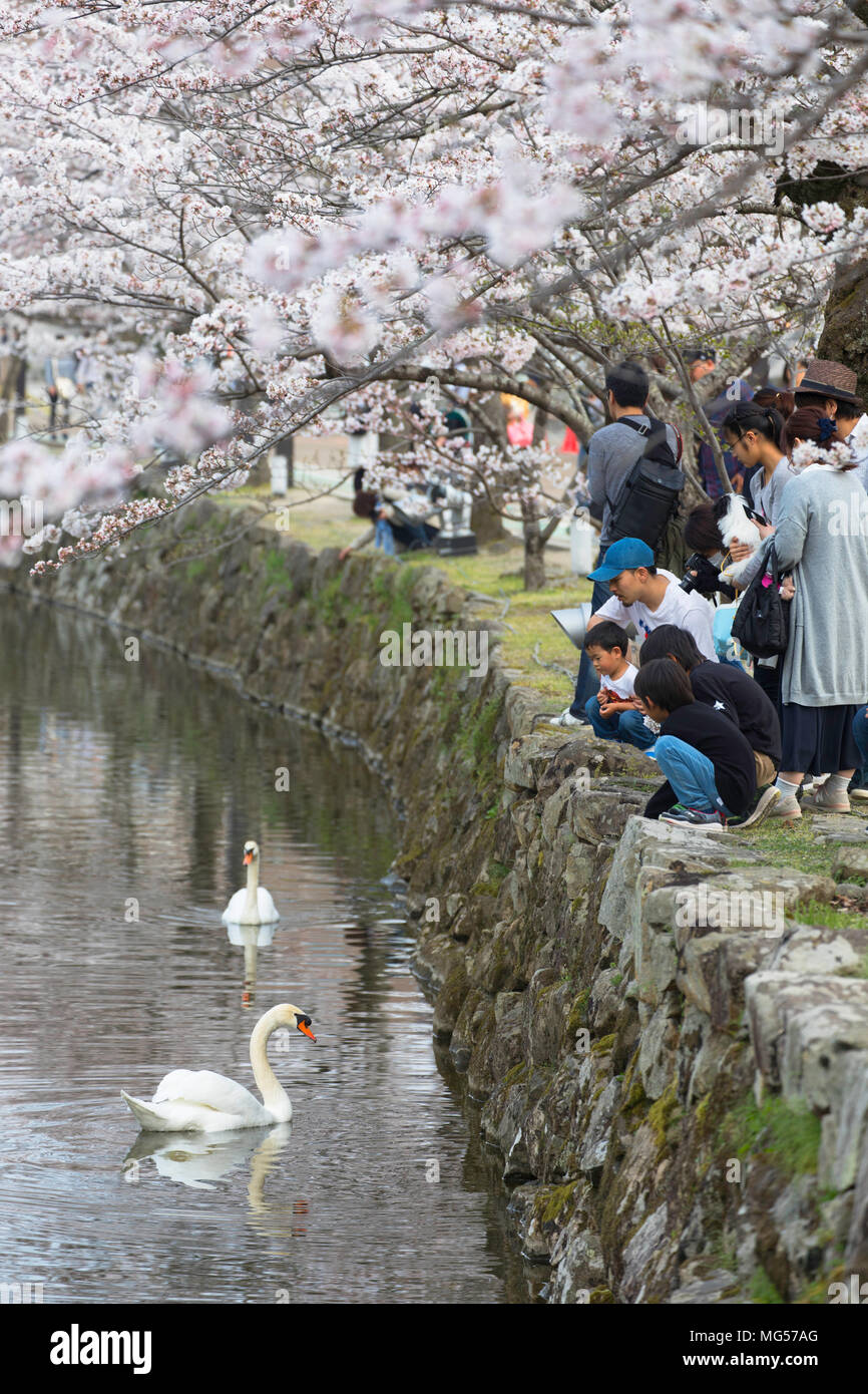 Les gens à nourrir les cygnes Château Hikone Hikone, Kansai au Japon, Banque D'Images