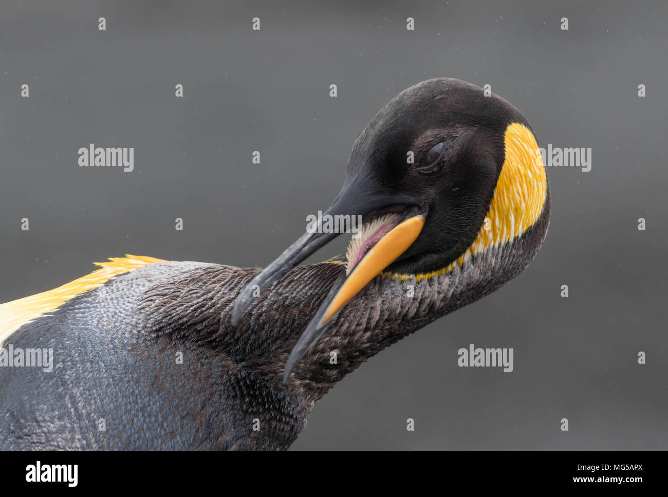 Phrase difficile à prononcer Banque de photographies et d’images à haute résolution Alamy