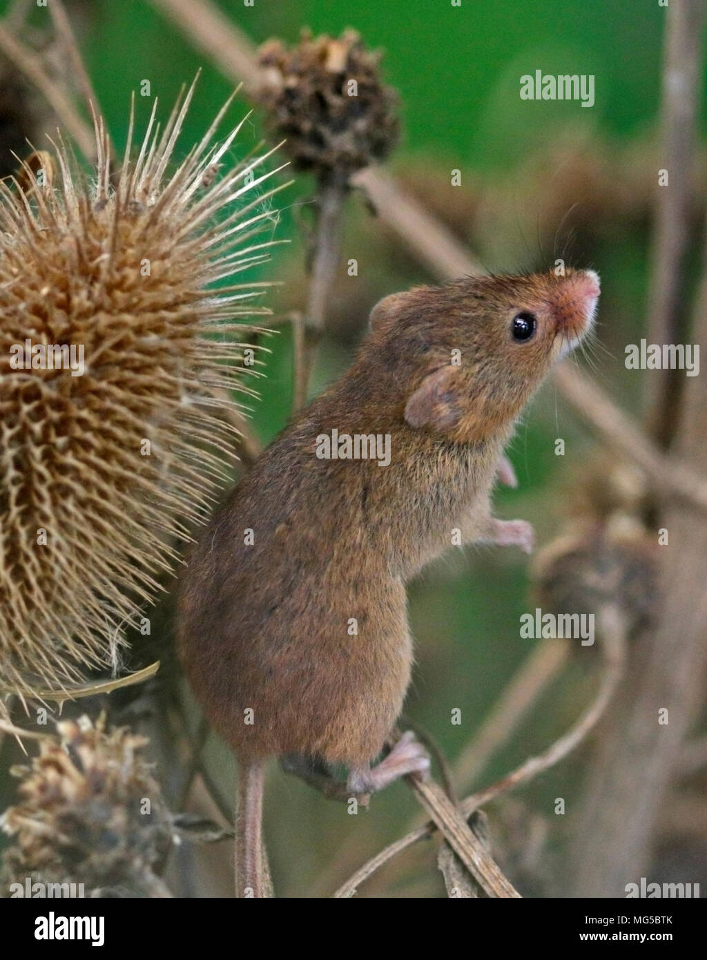 Micromys minutus (souris) Banque D'Images