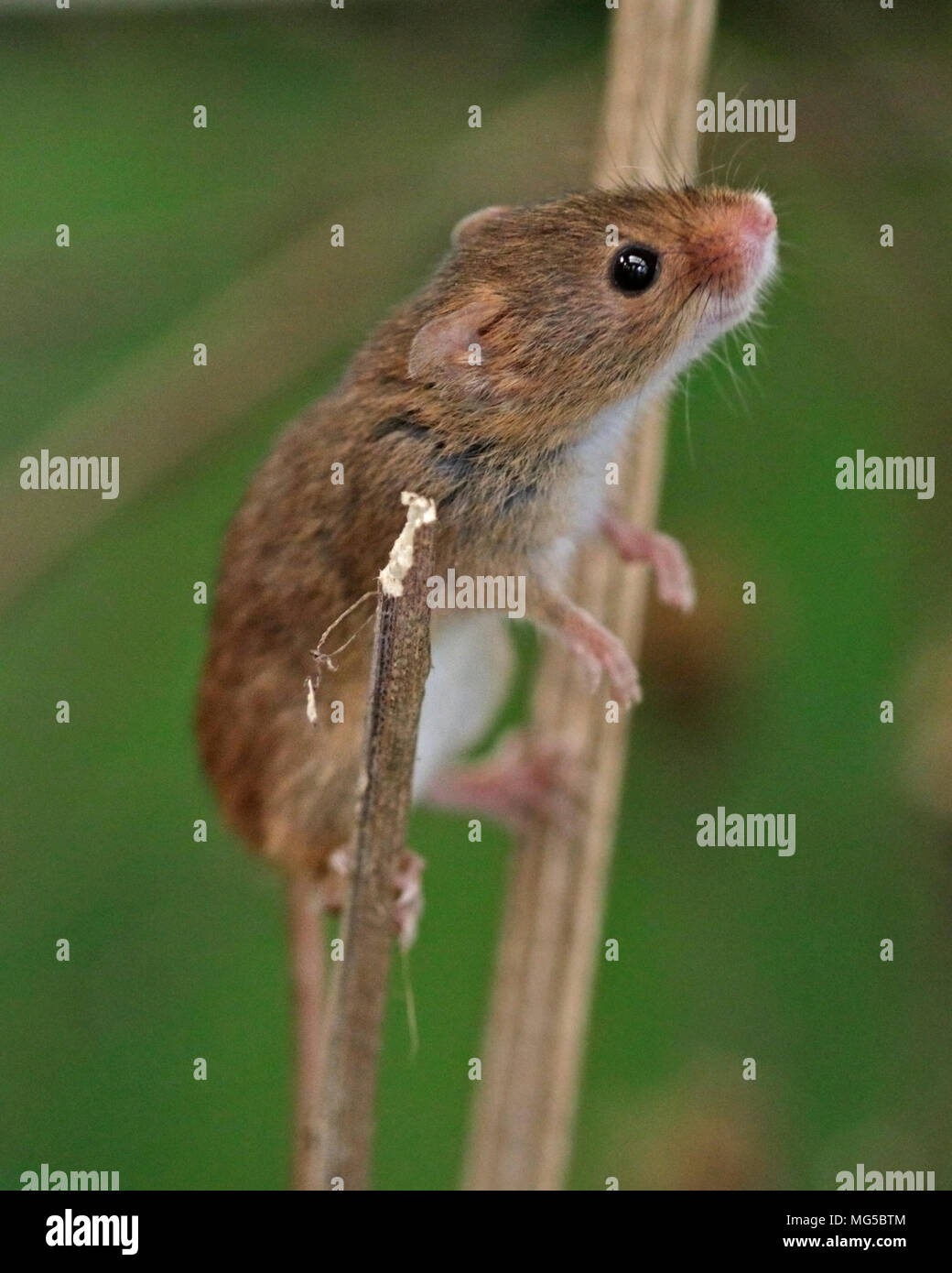 Micromys minutus (souris) Banque D'Images