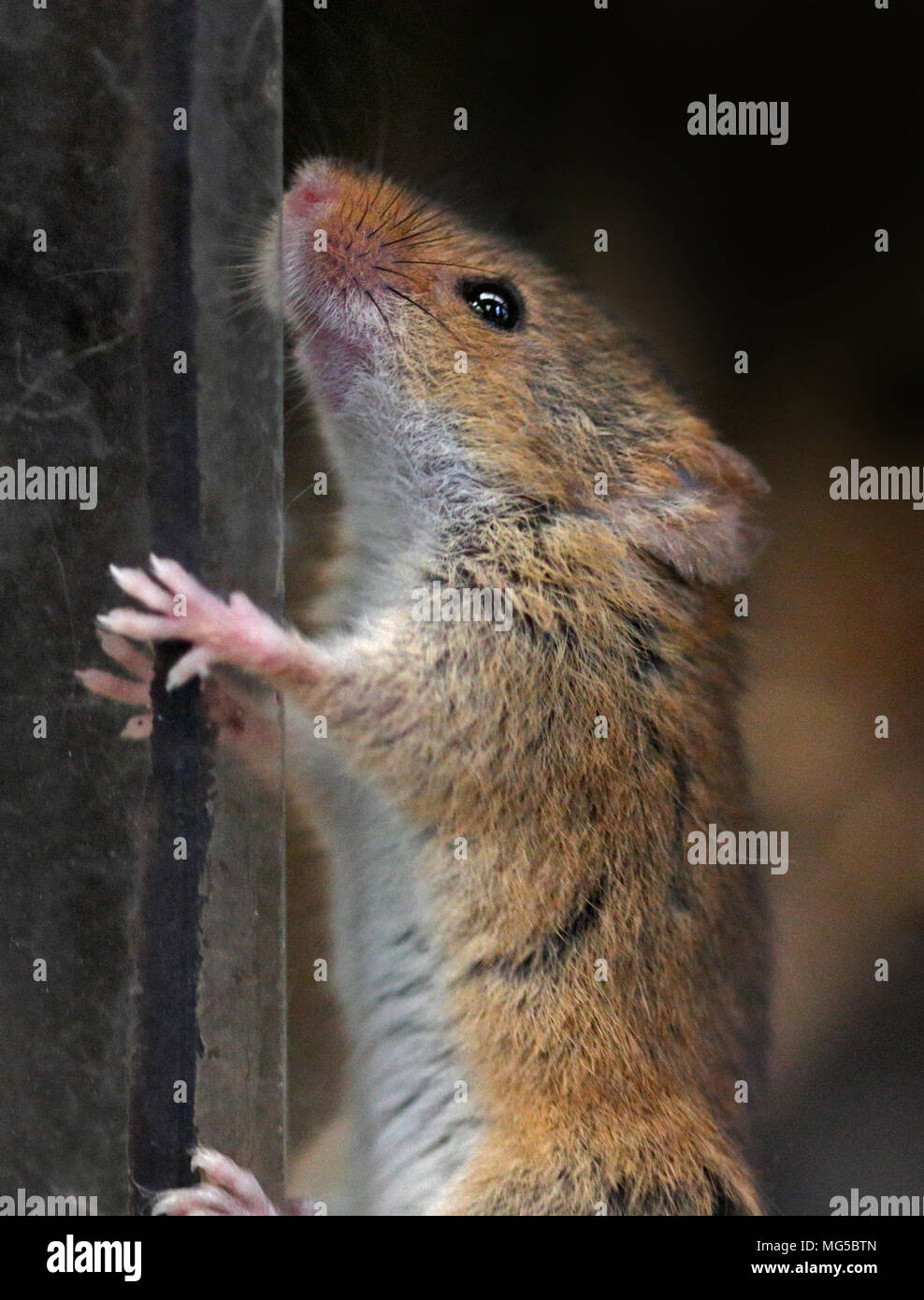 Micromys minutus (souris) Banque D'Images