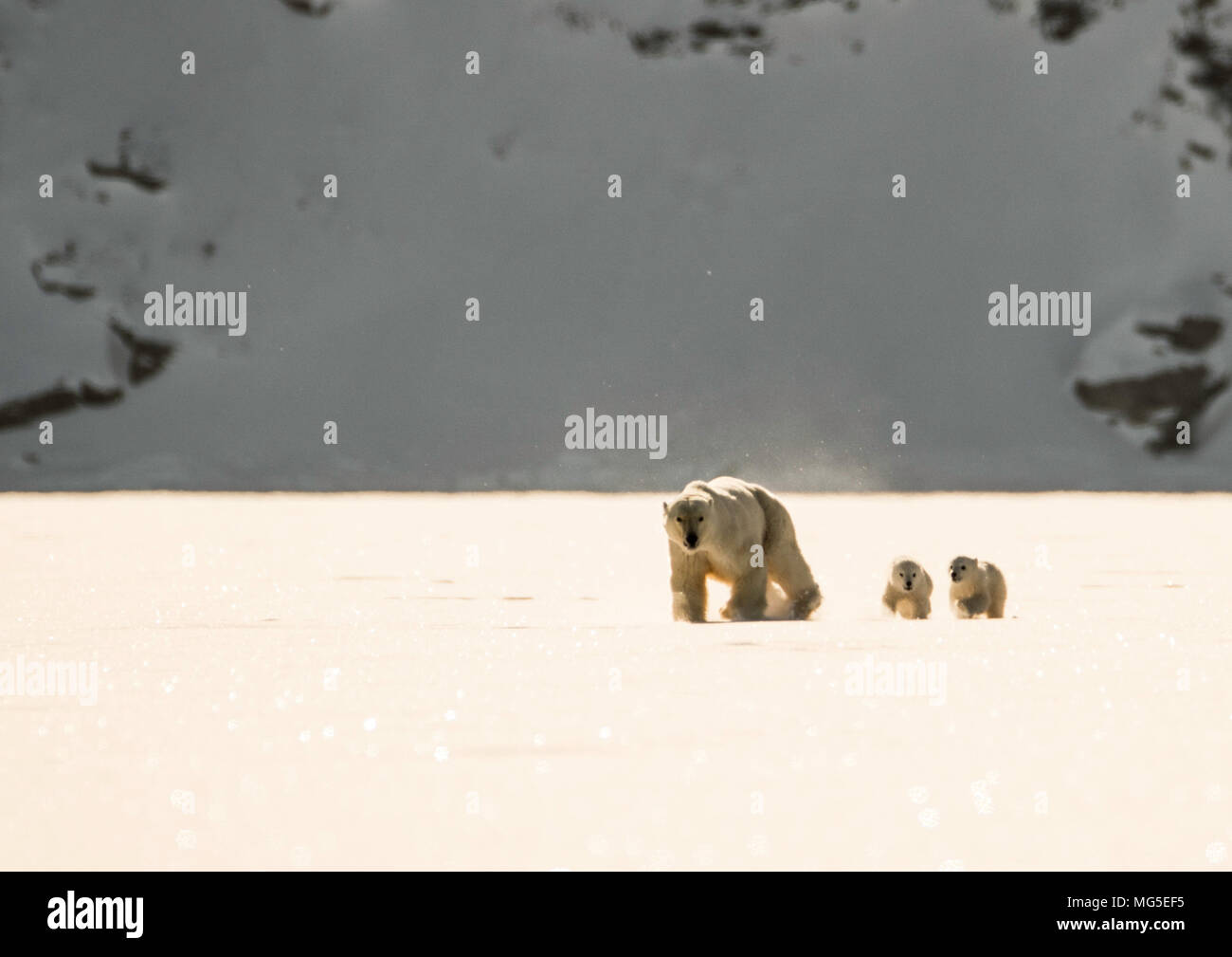 Mère ours polaire et deux années de ce nouveau-né d'oursons à pied à travers la glace d'un fjord gelé, Baffin Banque D'Images