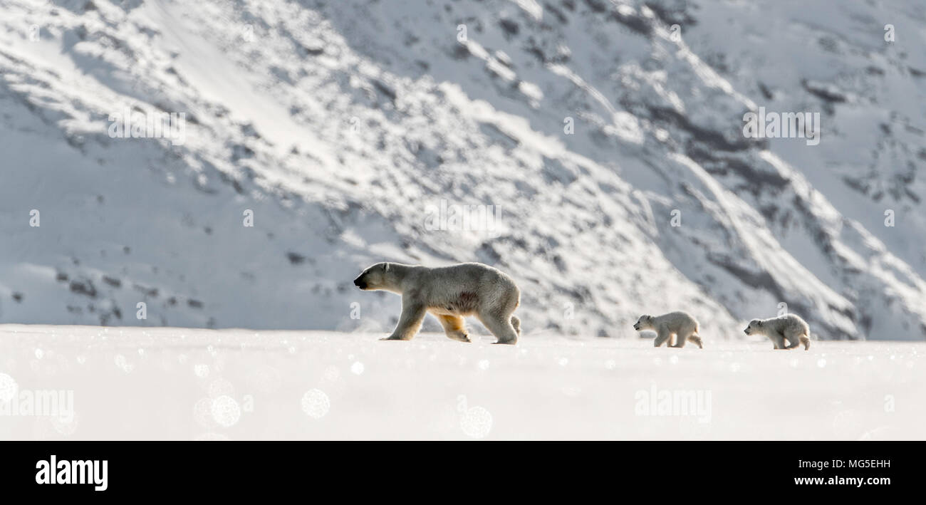 Mère ours polaire et deux années de ce nouveau-né d'oursons à pied à travers la glace d'un fjord gelé, Baffin Banque D'Images