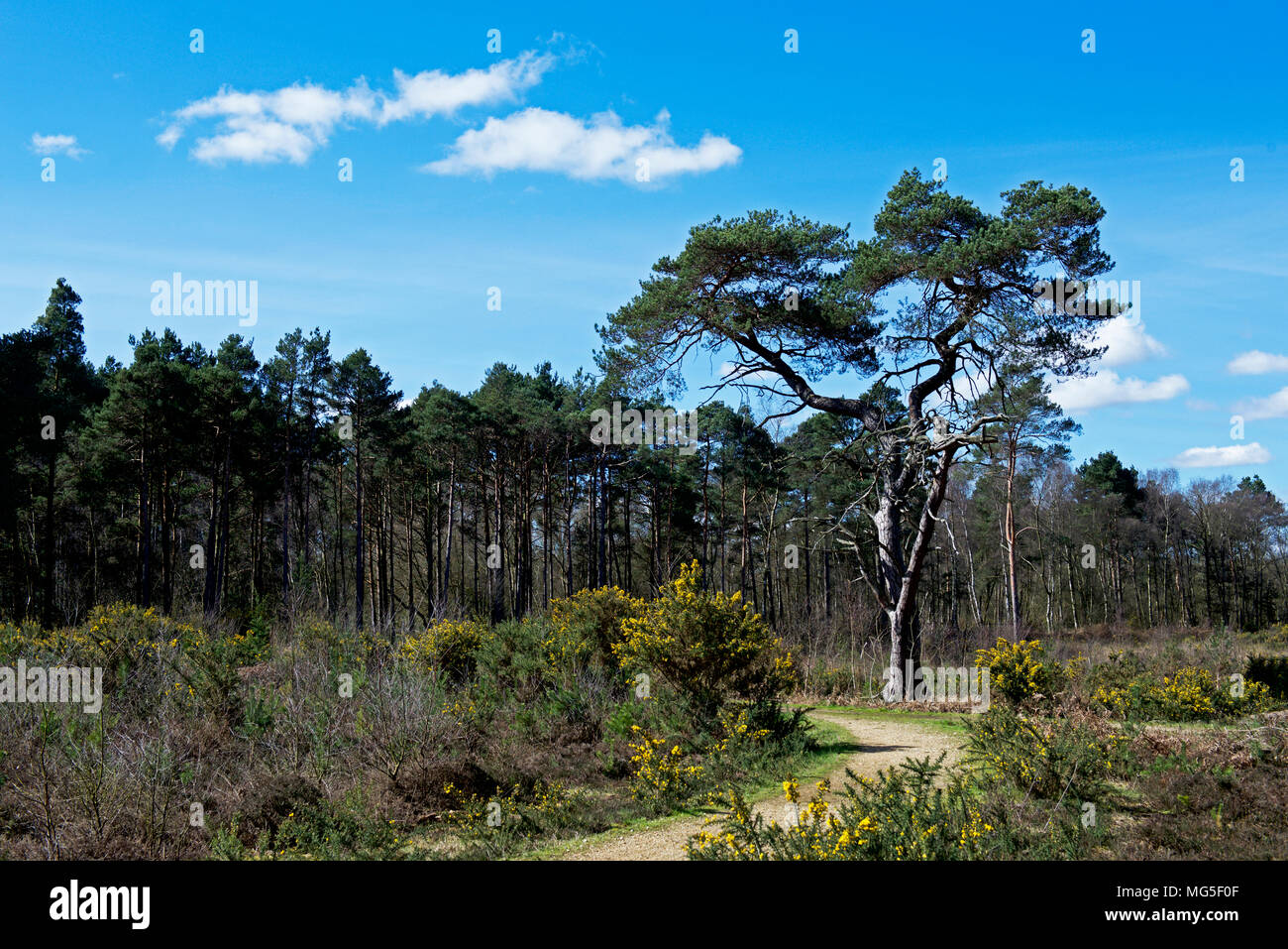 Elvetham Heath, une petite réserve naturelle près de Fleet, Hampshire, England UK Banque D'Images