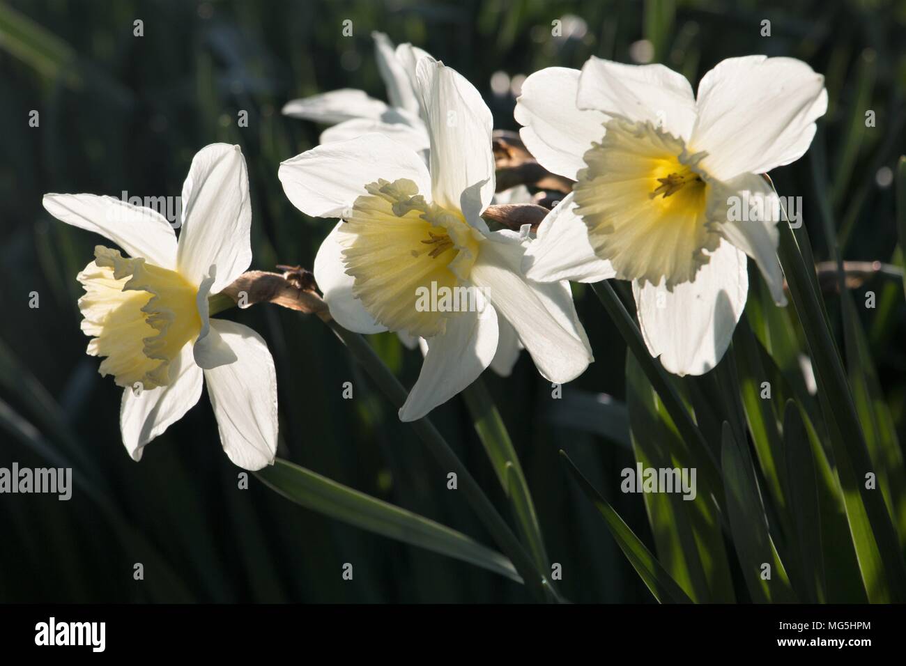 Fleurs blanc crème jaune jonquille, Narcisse, qui fleurit dans le soleil du printemps dans le Shropshire Banque D'Images