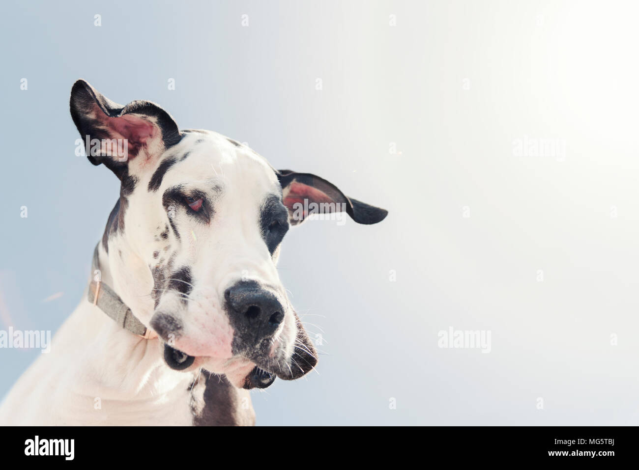 Dogue allemand arlequin blanc Banque de photographies et d’images à haute résolution Alamy