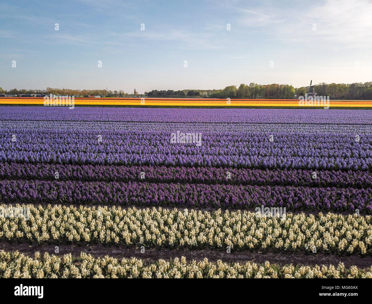 Vue aérienne du champs de fleurs colorées au printemps, à Lisse, Pays Bas Banque D'Images