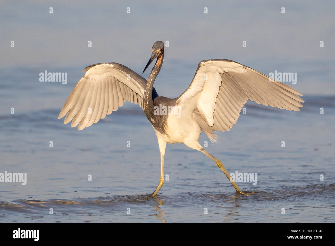 Aigrette tricolore en Floride Banque D'Images Aigrette tricolore en Floride Banque D'Images
