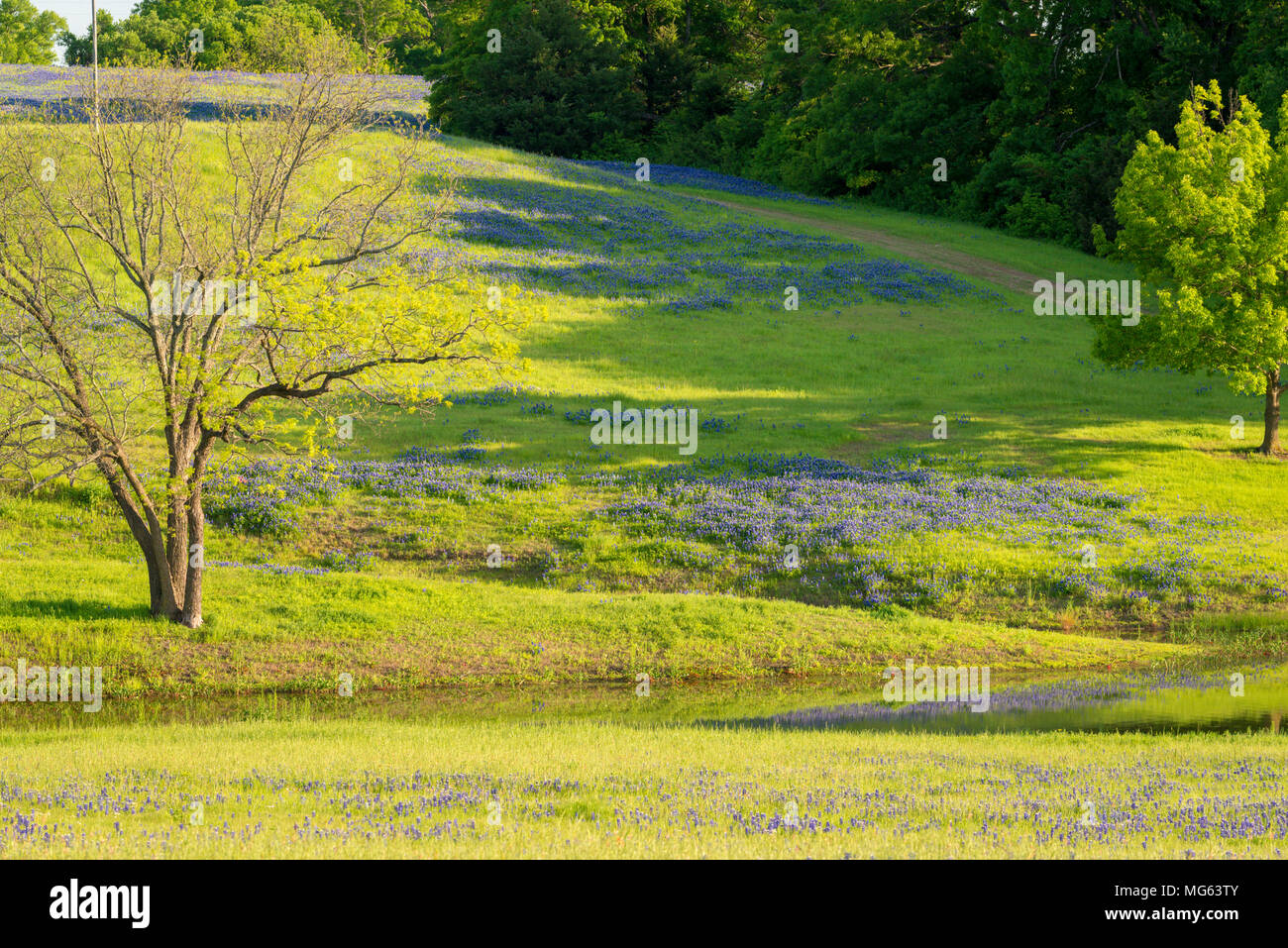 Texas rural fleurs de printemps en réfléchissant sur un étang Banque D'Images