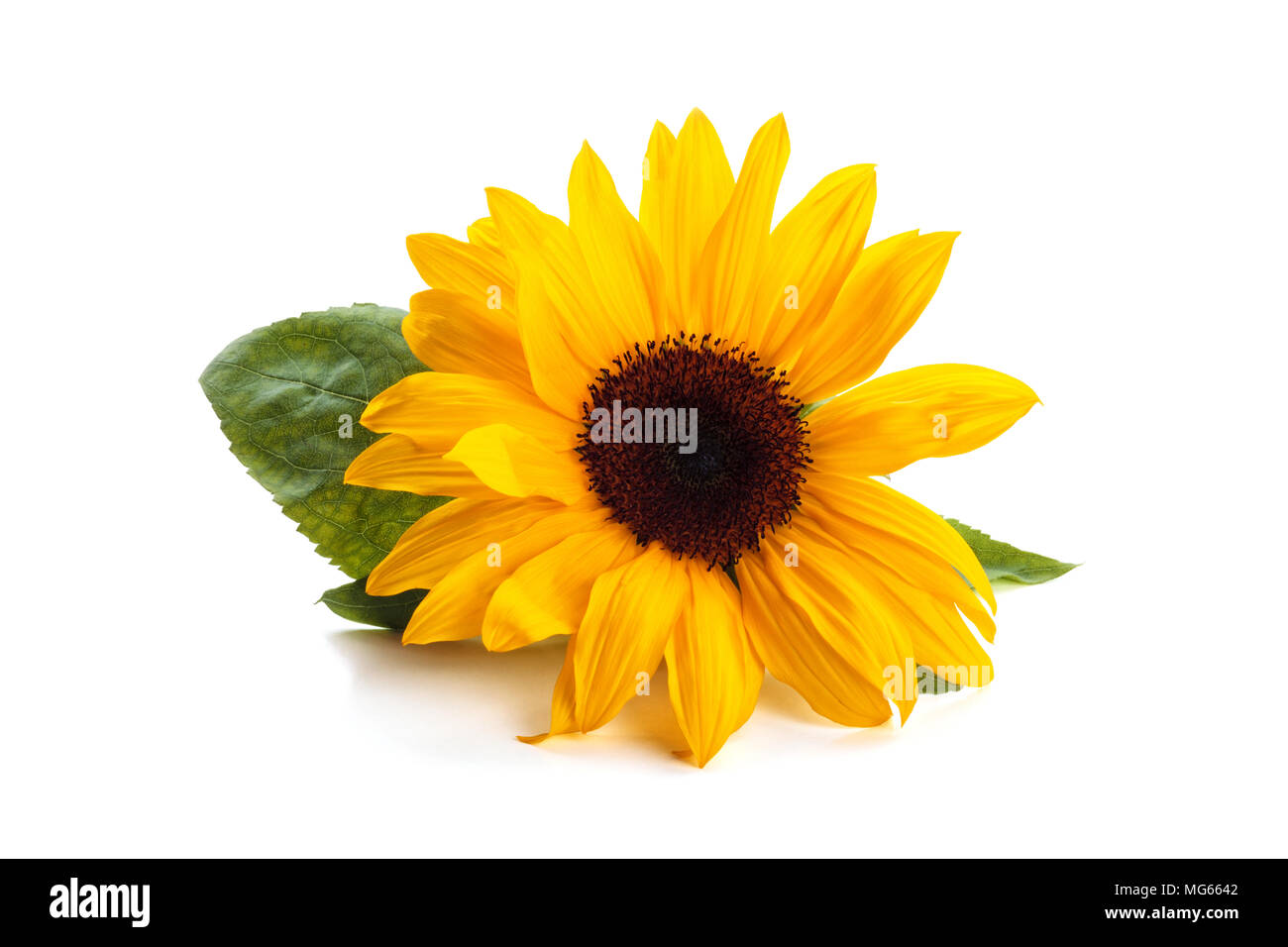 Avec des feuilles de tournesol. Banque D'Images