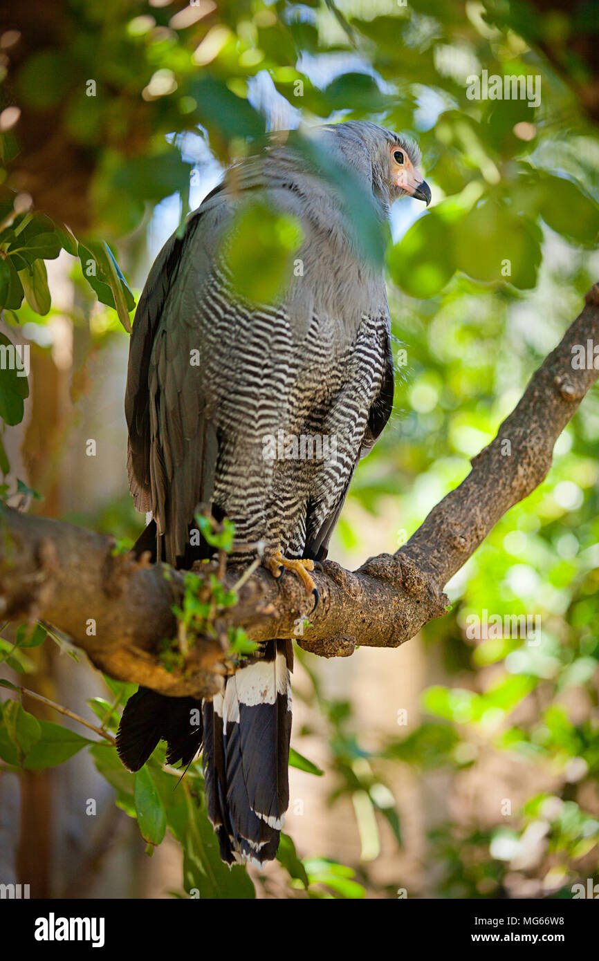 Harrier Hawk africains Banque D'Images