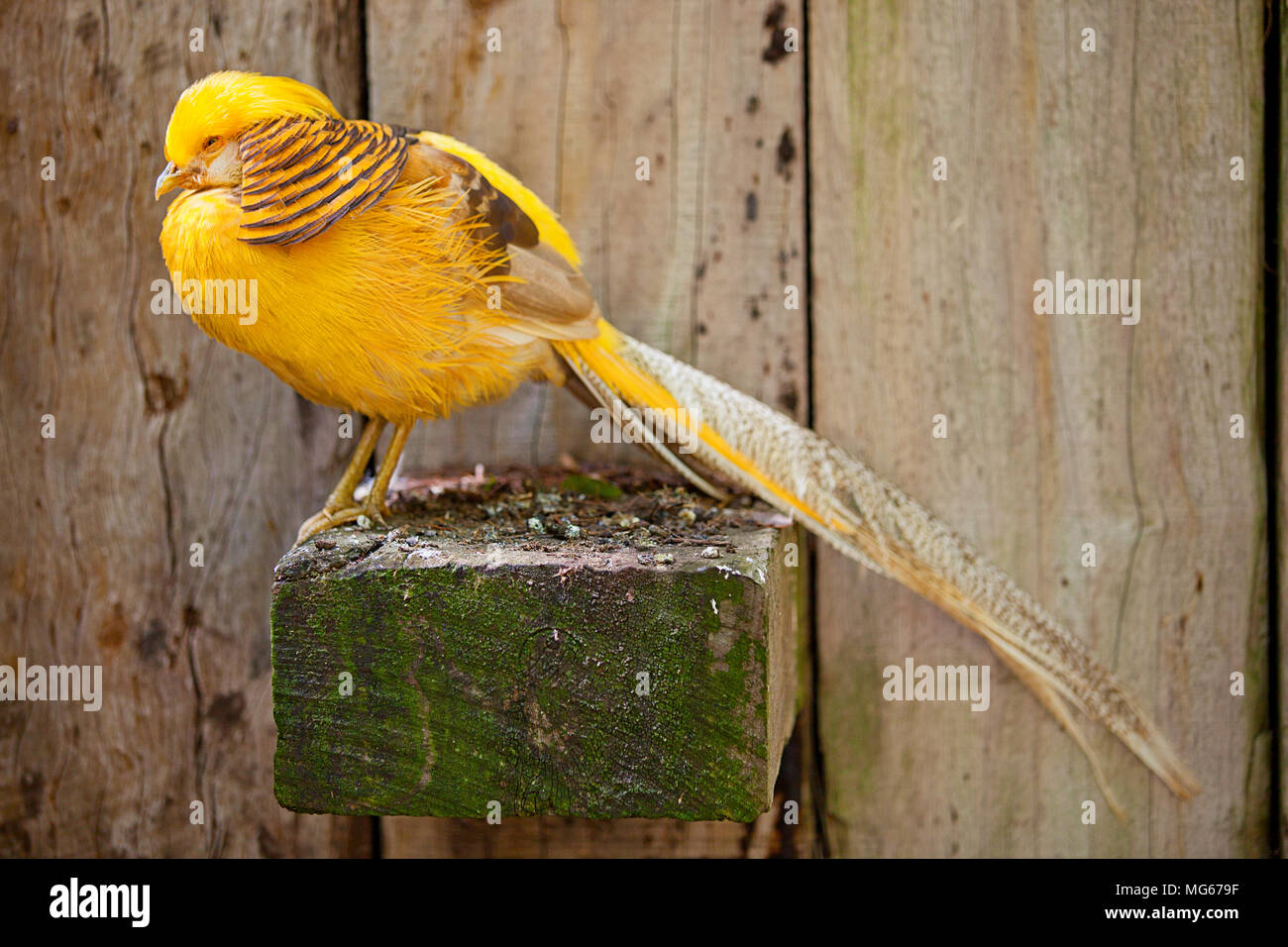 Faisan d’or Banque D'Images