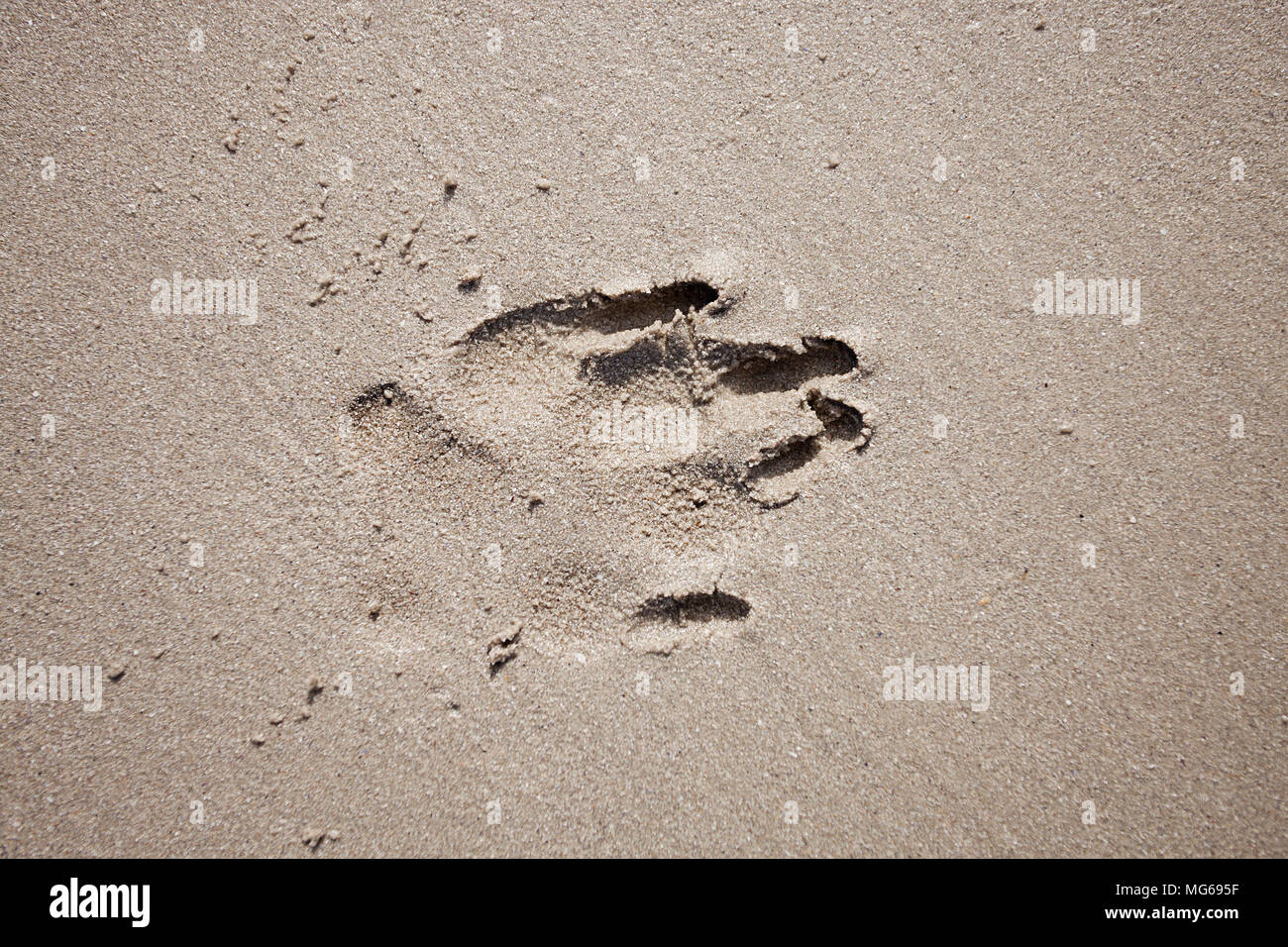 impression de patte de chien Banque D'Images