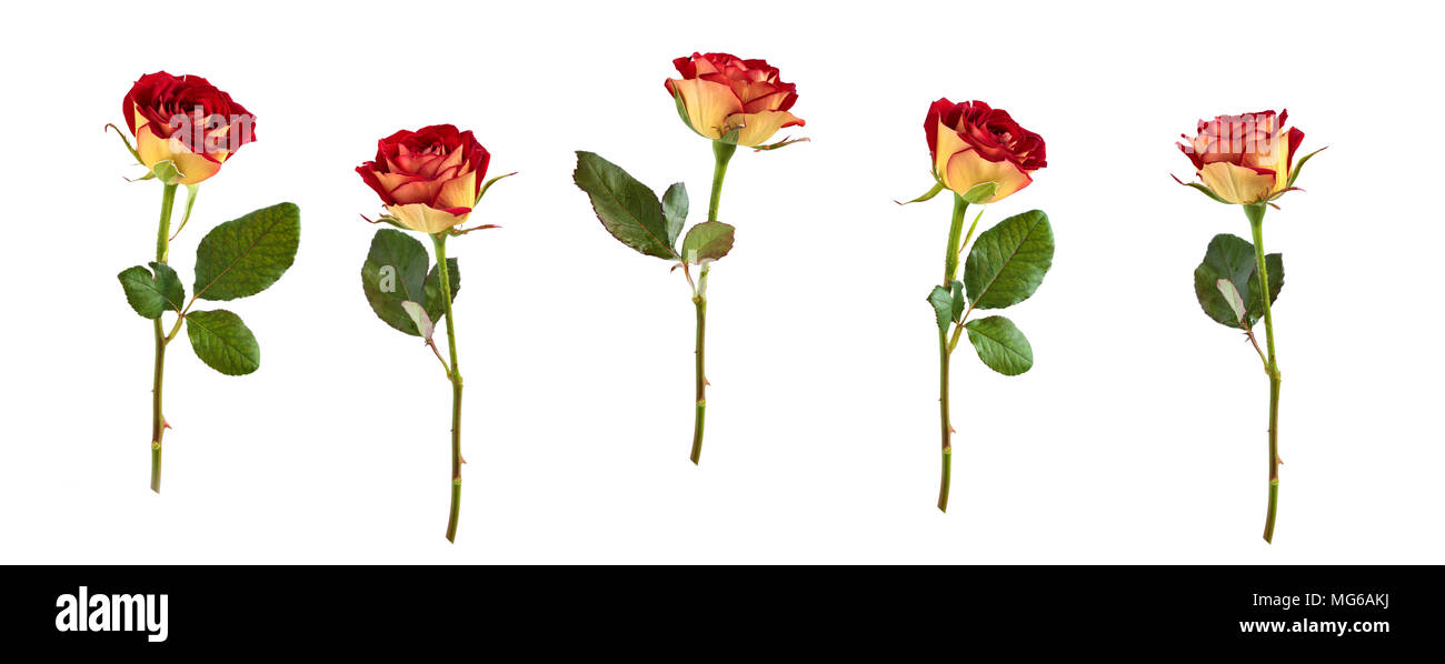 Collection de roses différentes isolé sur fond blanc. Banque D'Images