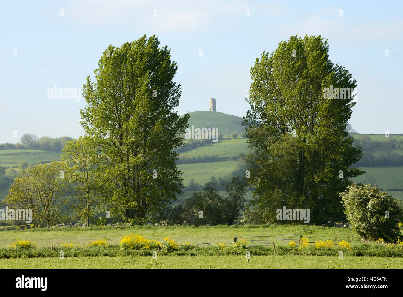 Tor de Glastonbury, Somerset, encadré entre deux arbres sur un matin de printemps. Banque D'Images