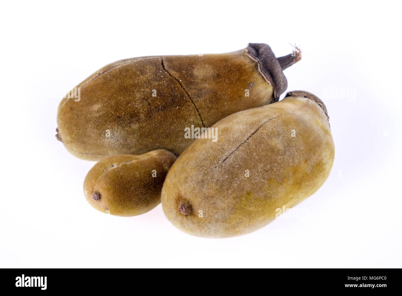 Le fruit du baobab sur fond blanc Banque D'Images