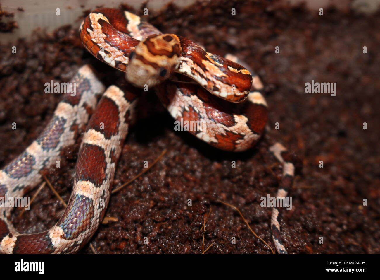 Bebe Serpent Banque D Image Et Photos Alamy