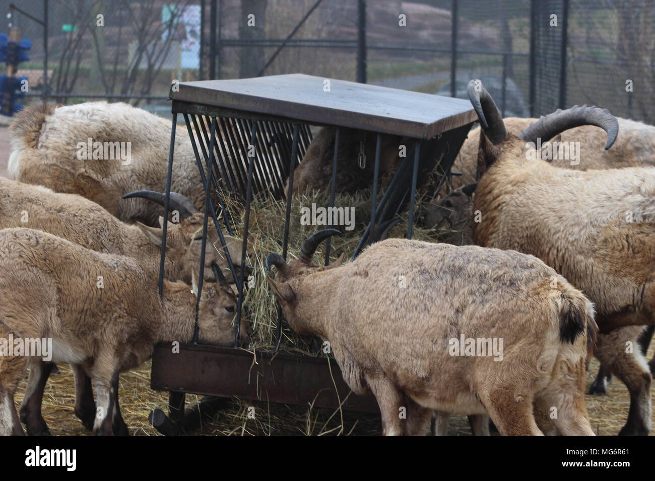 Caucase de l'ouest de chèvre tur Banque D'Images